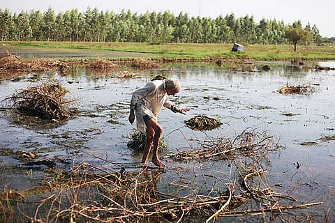 विविध खाद्य स्रोत और वैकल्पिक आपूर्ति मार्ग संकट के दौरान भोजन की उपलब्धता बनाए रखने में महत्वपूर्ण भूमिका निभाते हैं।