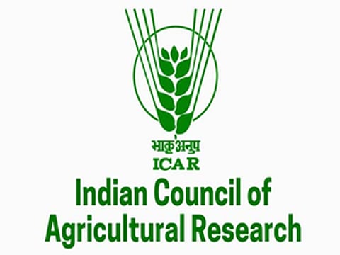 ICAR panel to study Totapuri mango price crash in Andhra Pradesh