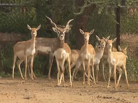 TN govt rolls out Dark Sky Park, AI drone unit for wildlife protection: Official