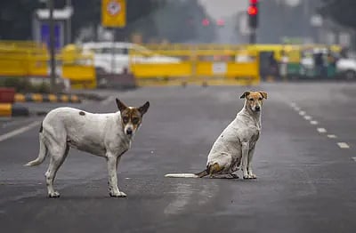 SC has directed authorities in Delhi-NCR to remove stray dogs from streets