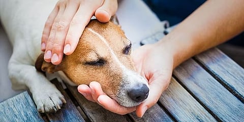 In Delhi alone, the stray dog population is estimated at 1 million (10 lakhs)