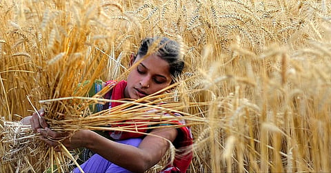 The brunt of informal, unaccounted labour has fallen disproportionately on Indian women
