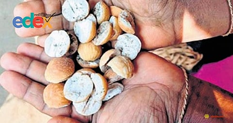 Cycad nuts