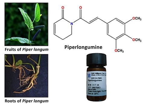 Long pepper compound may aid in treatment of colon cancer: NIT Rourkela
