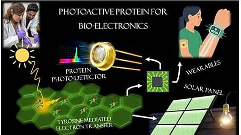 INST scientists find natural protein that can reshape future of electronic materials