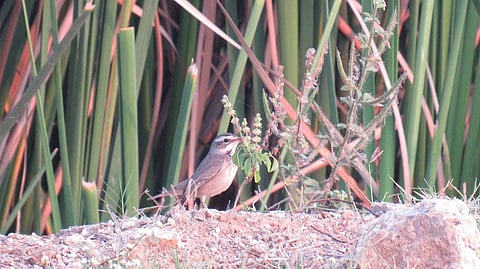 A total of 343 bird species were recorded across TN and Puducherry