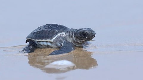 Olive Ridley turtles image used for representational purposes only