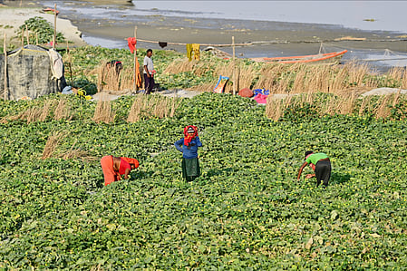 Gujarat: Zero-budget farming helps woman farmer earn Rs 50,000 (Photo: IANS)
