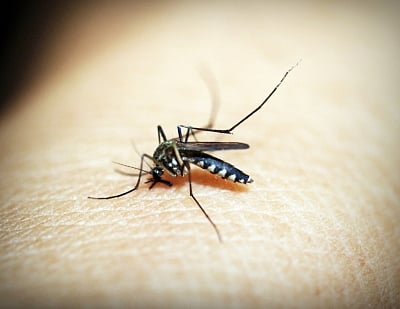 Your own blood cells could be helping malaria parasites defeat life-saving drugs