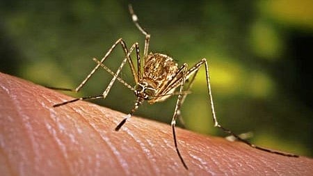 Delhi reports highest dengue cases in five years: MCD
