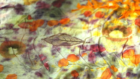 From backyard experiments to viral workshops, Amal S Pillai turns nature into art