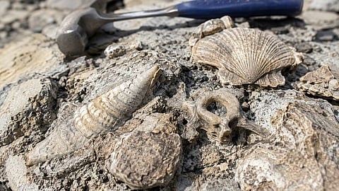Fossil discovery sheds light on Baripada's ancient past