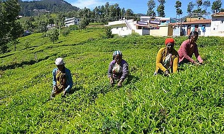 FSSAI proposes science-based pesticide residue limits for tea