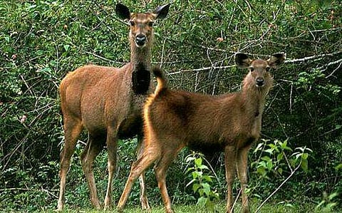 Tourists often forget to respect animals' space and photography is a recurring menace in all such cases of invasion | Wildlife Tourism