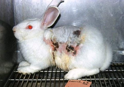 However, many academicians and experts argued that banning animal dissection would restrict and tame the courses