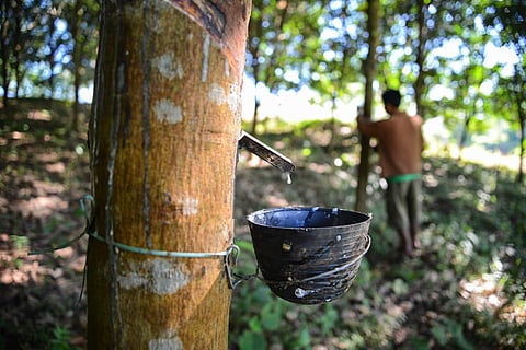 RSDC's rubber training programme will now provide employment to thousands