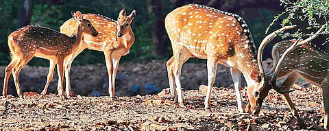 The forest department has also confirmed they have no data about the deer at MCC