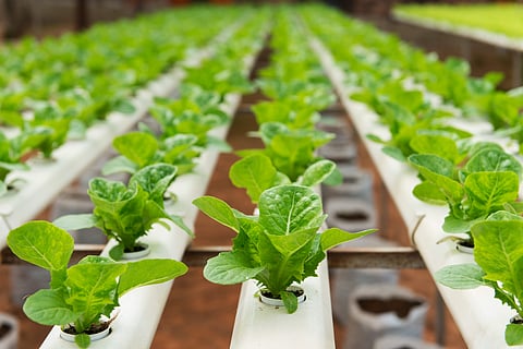 Urban Kisaan uses hydroponics technique to grow plants with minimum mess