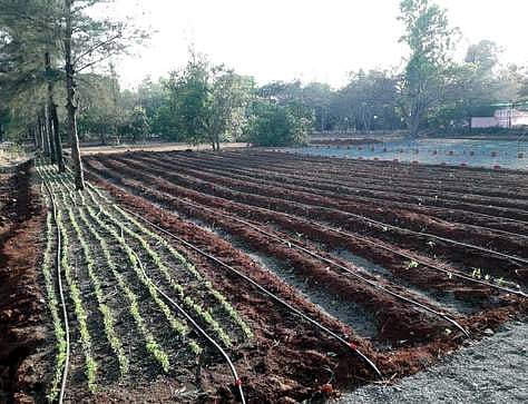 VTU-Jain shoulders to train the farmer to adopt drip irrigation for more crop per drop (Pic: TNIE)