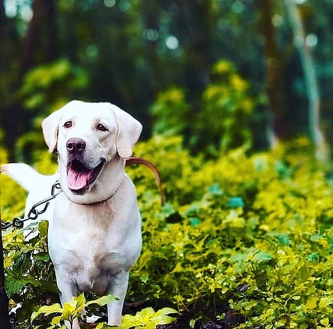 At Pet Mall, animals are offered a variety of on-demand services