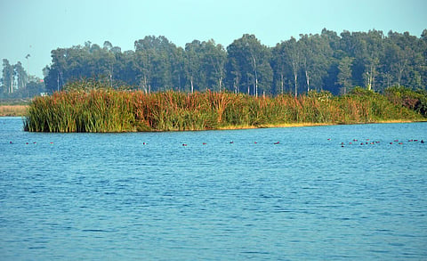 Asan Conservation Reserve (Pic: Ashish Gaur)