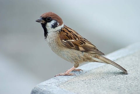 School girls take out sparrow counting in Kumbla town