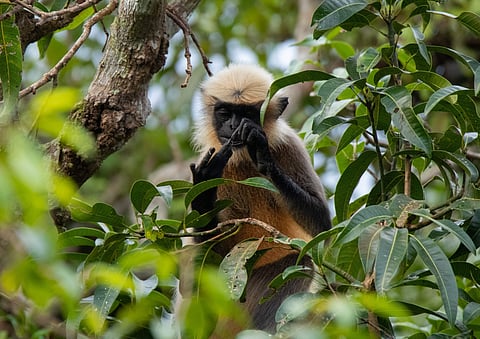 Langur sitting on the tree (picture: Team Wild DK)