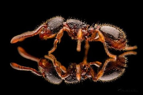 Pic: antwiki.org