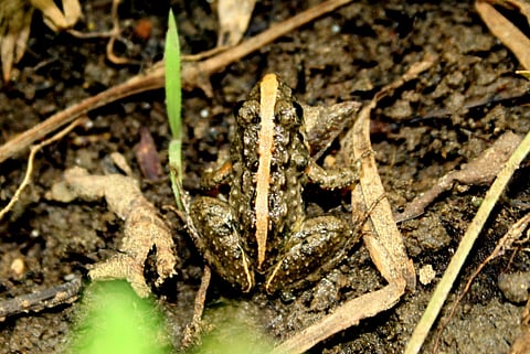 A type of Minervarya frog | Pic: Wikimedia Commons