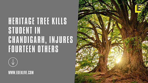 Students injured by a heritage tree in Chandigarh | (Pic: Edexlive)