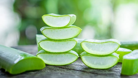 aloe vera