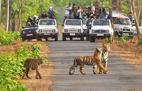 ranthambore Tiger Project