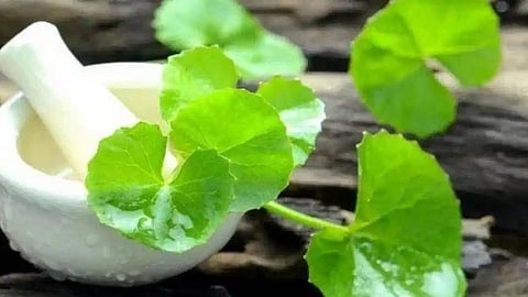 Brahmi