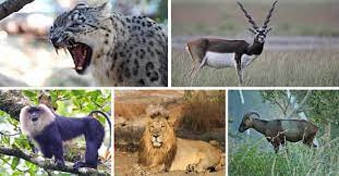 india animal