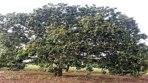 mango tree in rural