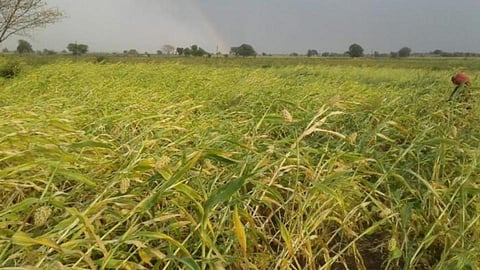 crop