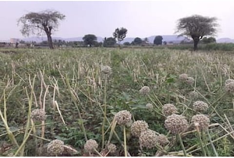 theft of onion seeds