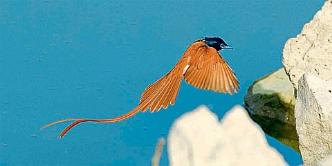 swargiy nartak bird