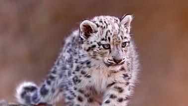 leopard