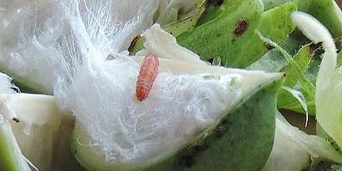crop damaged