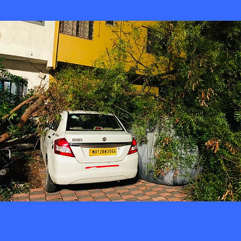 Tree Collapse