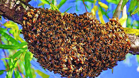 Honey Bee