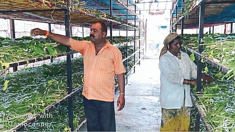 silk production