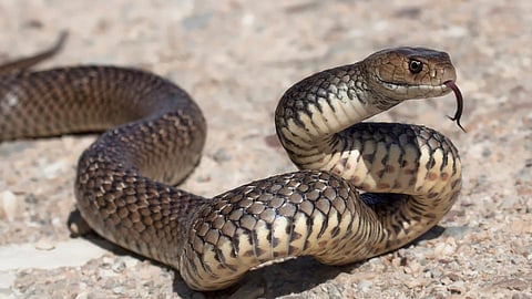 Snake