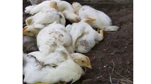 तौक्तेचा परिणाम: 1 हजार कोंबडी पिलांचा मृत्यू