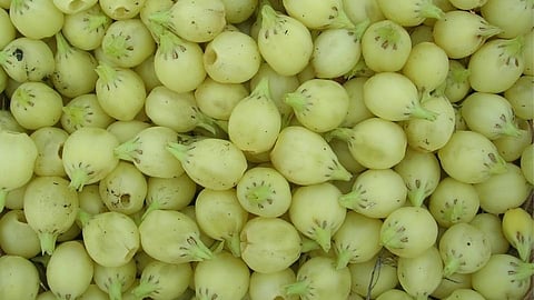 Madhuca longifolia