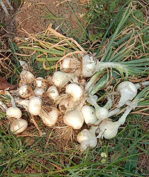 onion
