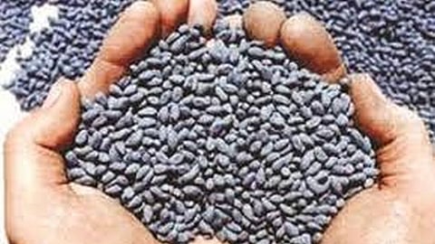 seeds