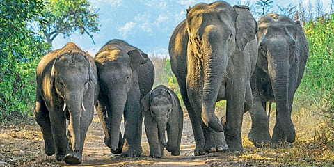 Elephant