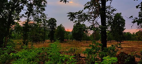 Encroachment and development destroy age-old wildlife migration paths, deepening the human-wildlife conflict.